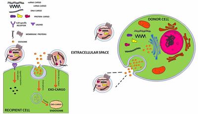 Exosome Determinants of Physiological Aging and Age-Related Neurodegenerative Diseases